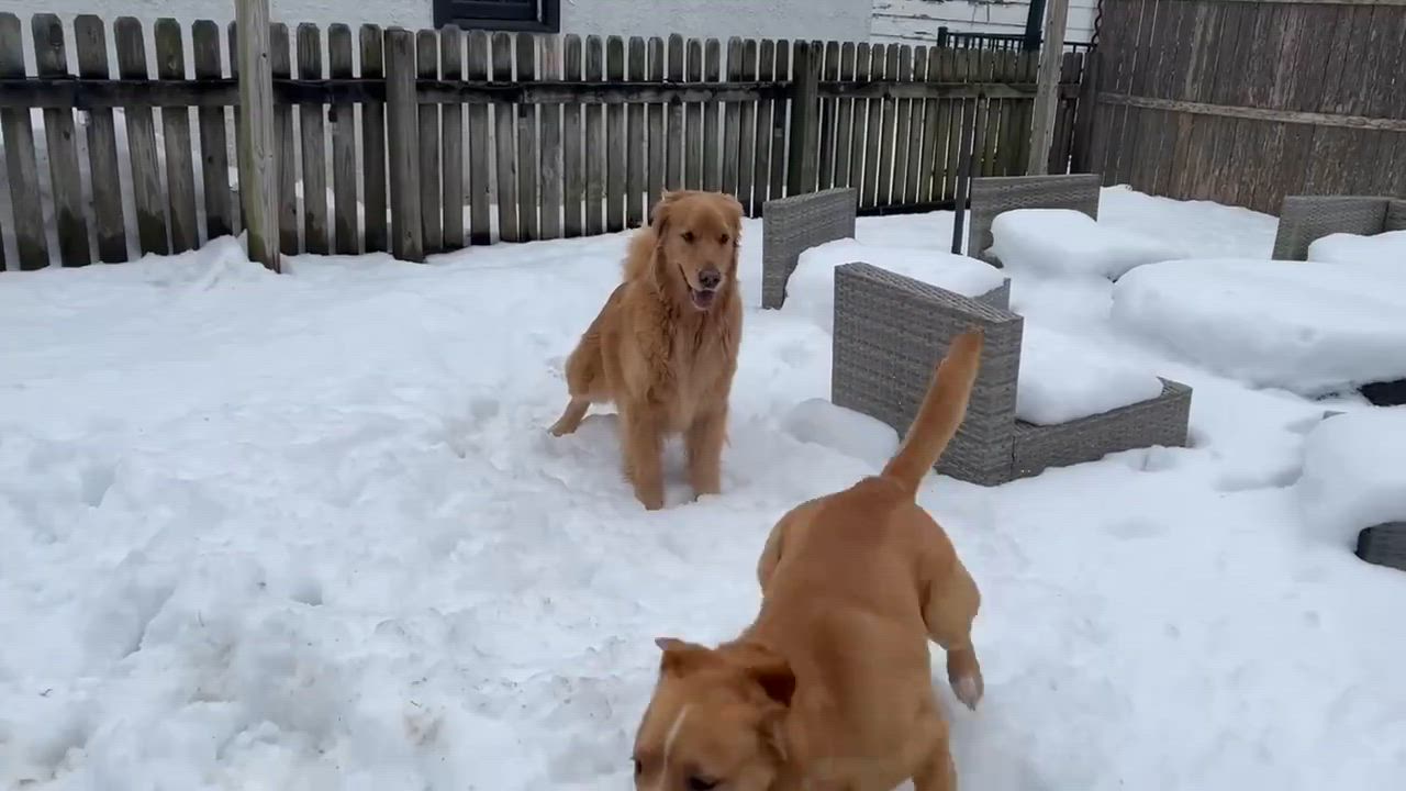 Enlarge Aspen - In NJ, a Adoptable mixed breed in Willington, CT video 6/6