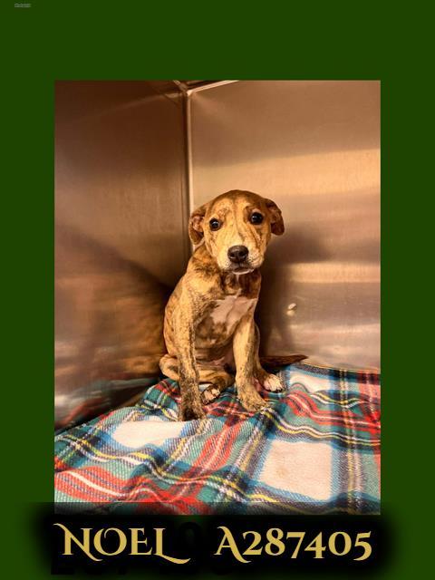 Enlarge NOEL, a Adoptable Mixed Breed in Macon, GA image 1/1