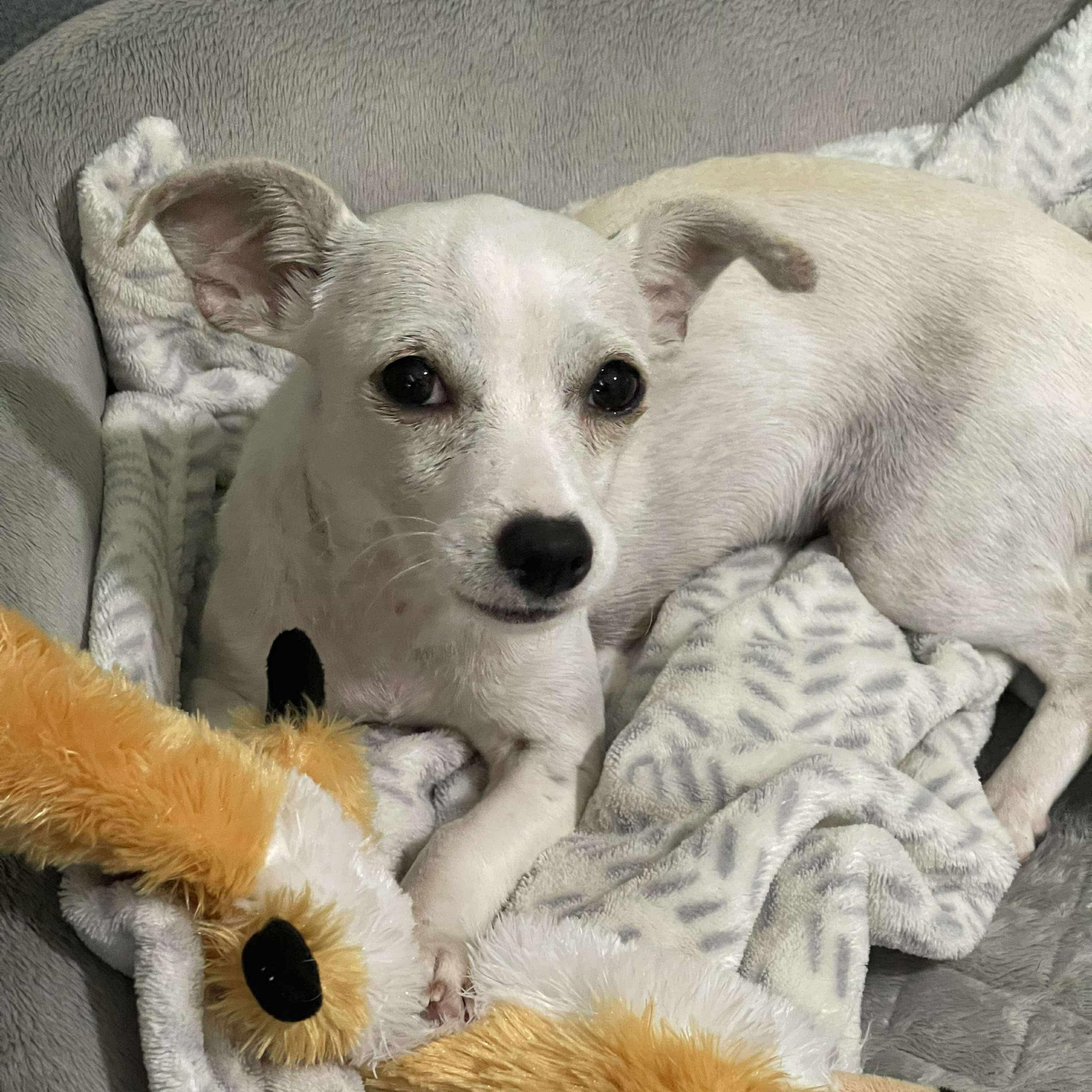 Pebbles — thumbnail 2