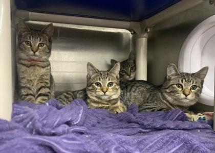 Teddy, Adoptable, Kitten Male Domestic Short Hair & Domestic Short Hair.