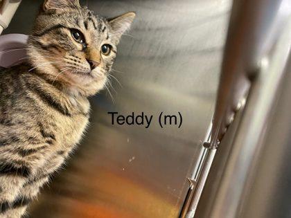 Enlarge Teddy, a Adoptable Domestic Short Hair in Hobart, IN image 2/2