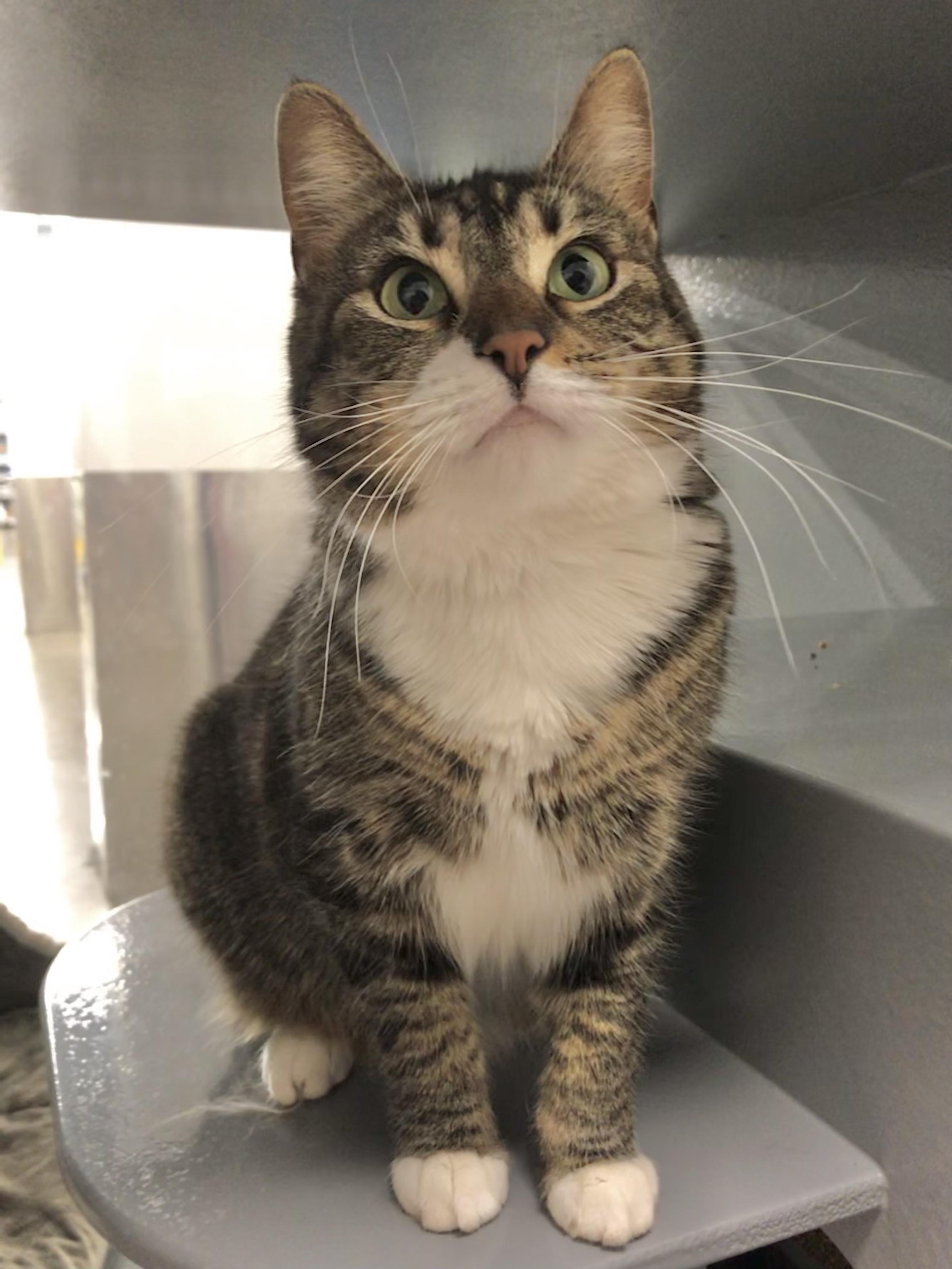 Enlarge Maxine, an adopted American Shorthair in Vallejo, CA image 4/5