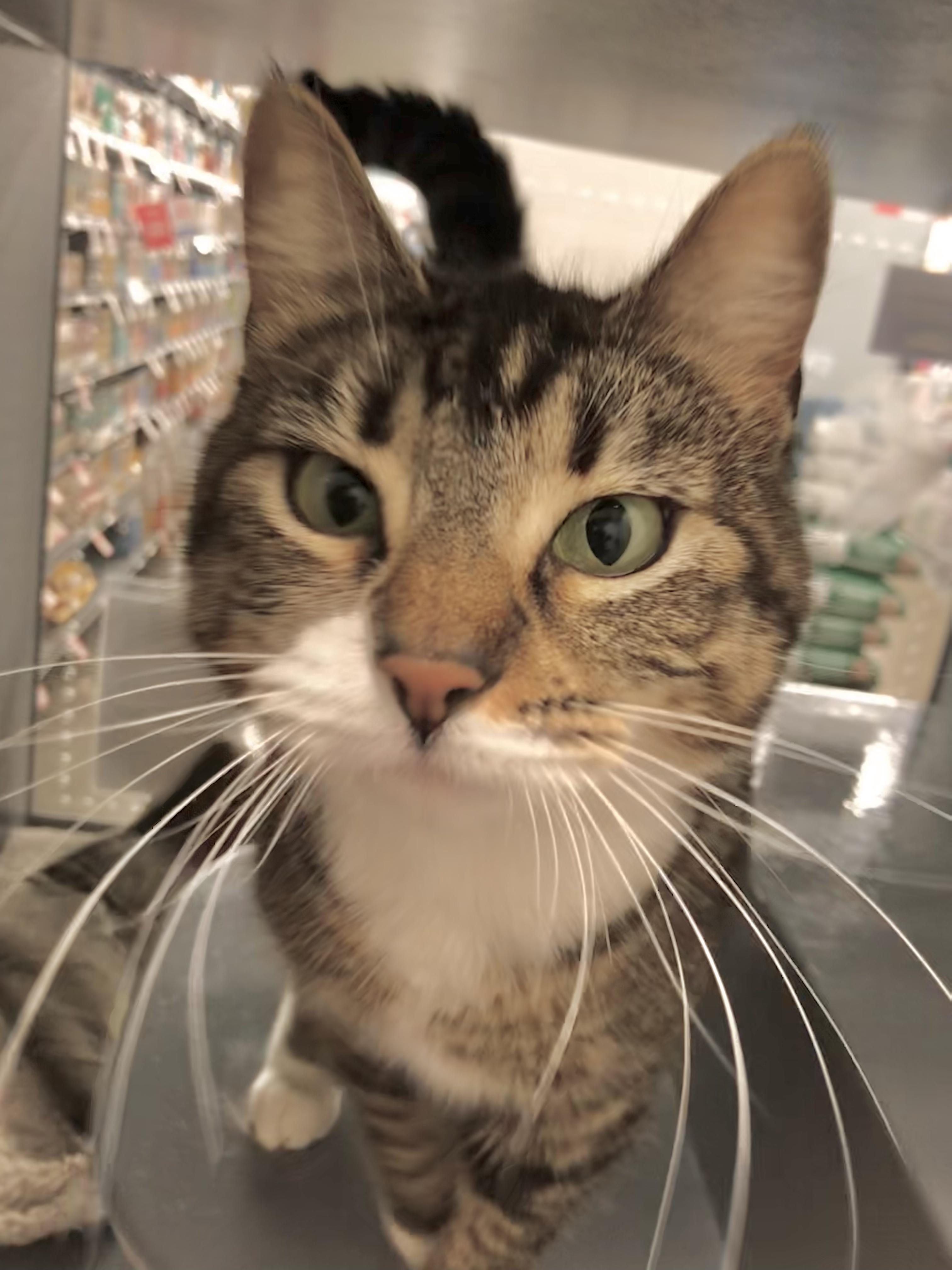 Enlarge Maxine, an adopted American Shorthair in Vallejo, CA image 2/5