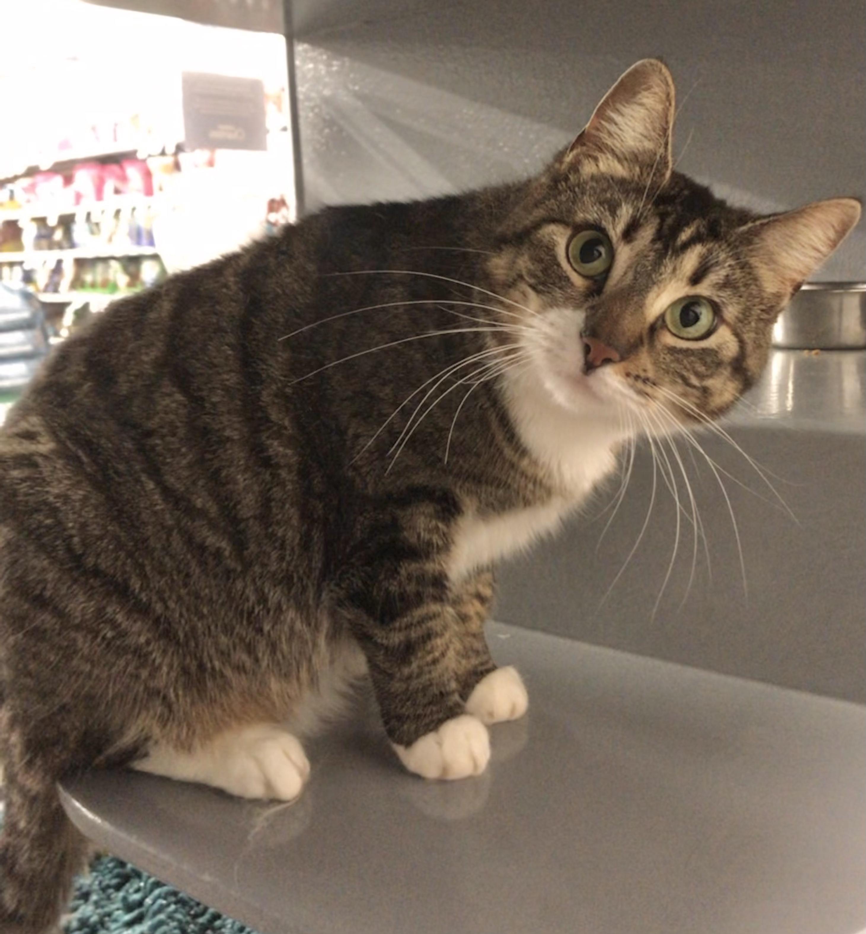 Enlarge Maxine, an adopted American Shorthair in Vallejo, CA image 1/5