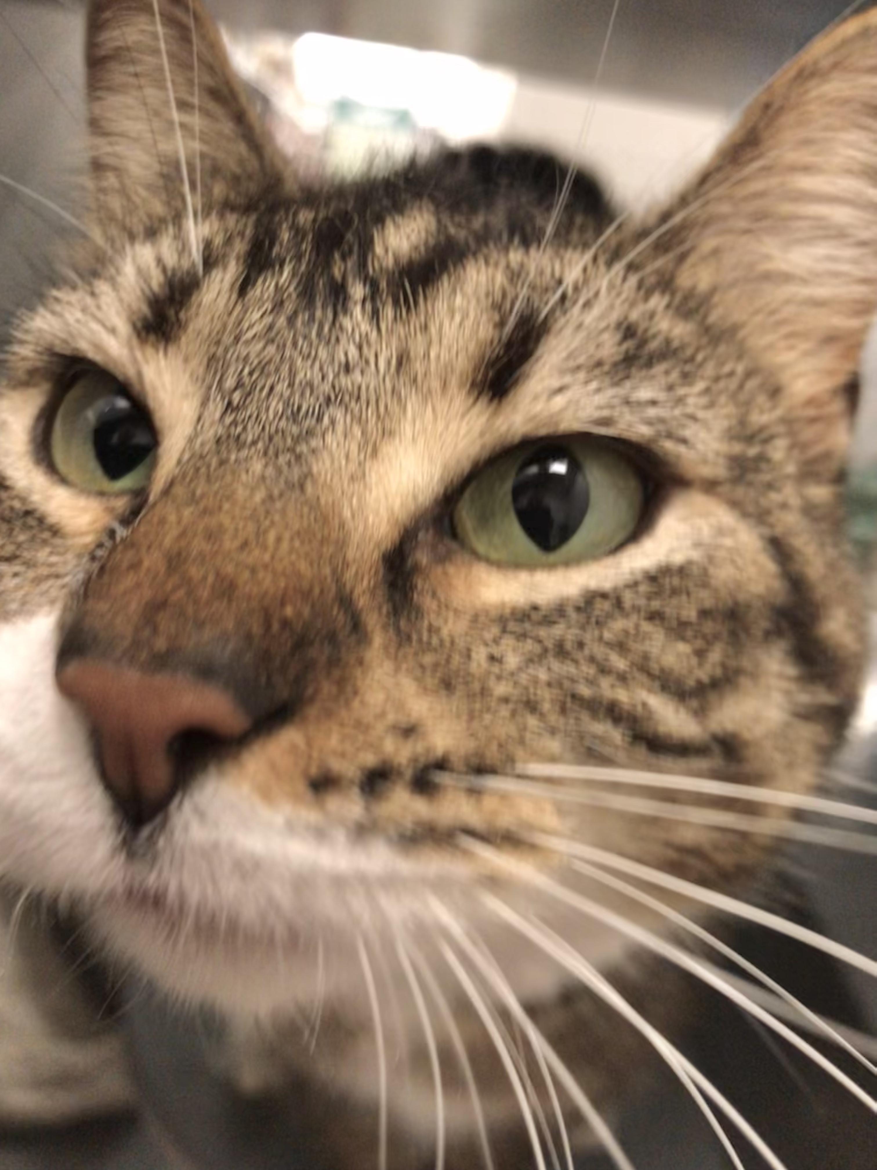 Enlarge Maxine, an adopted American Shorthair in Vallejo, CA image 3/5