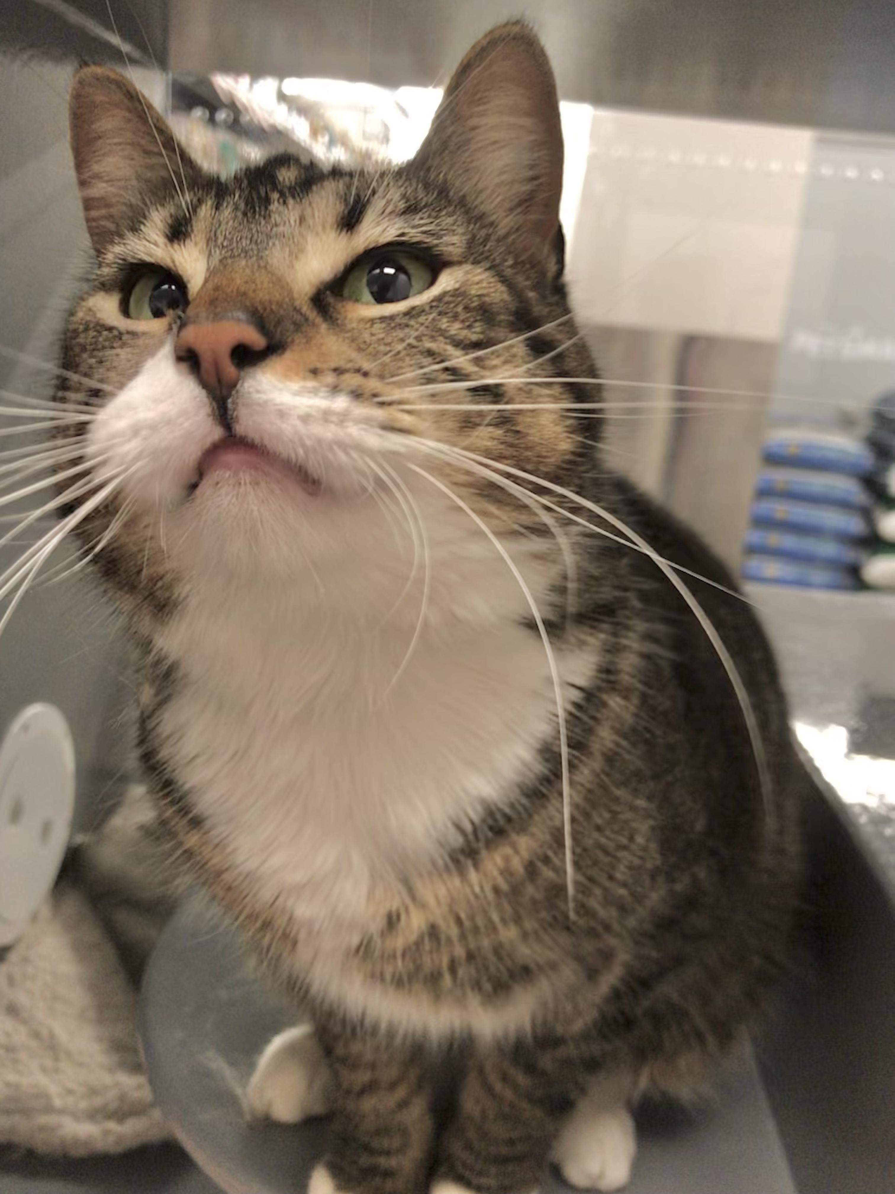 Enlarge Maxine, an adopted American Shorthair in Vallejo, CA image 5/5