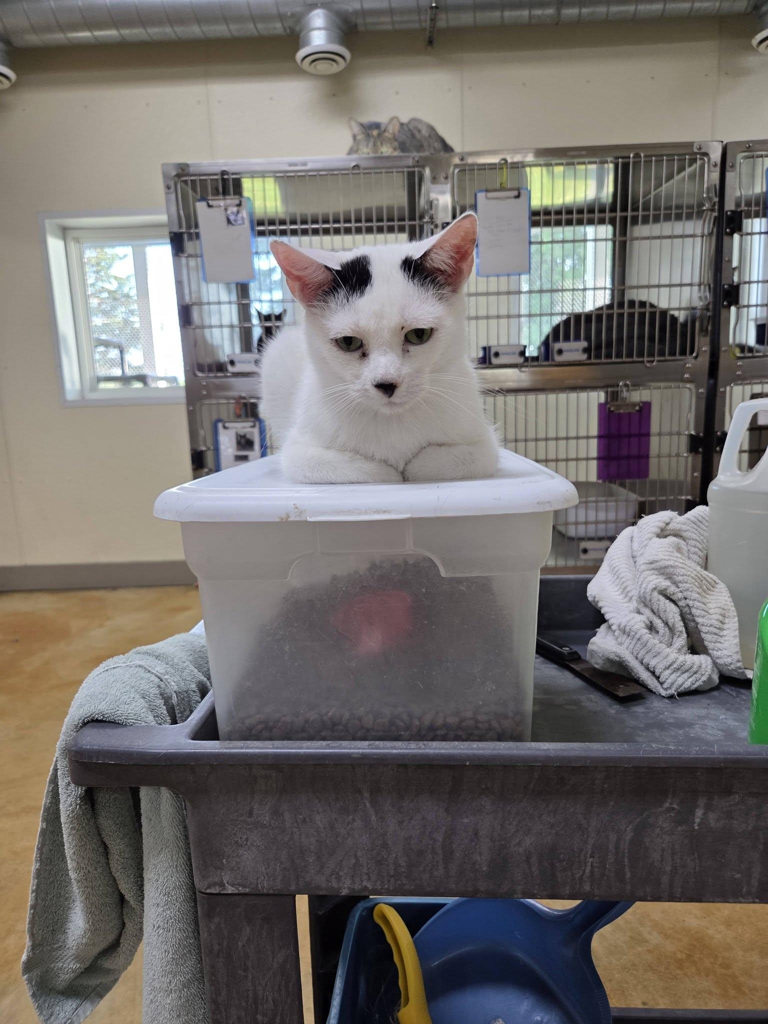 Rome, Adoptable, Young Male Domestic Short Hair.