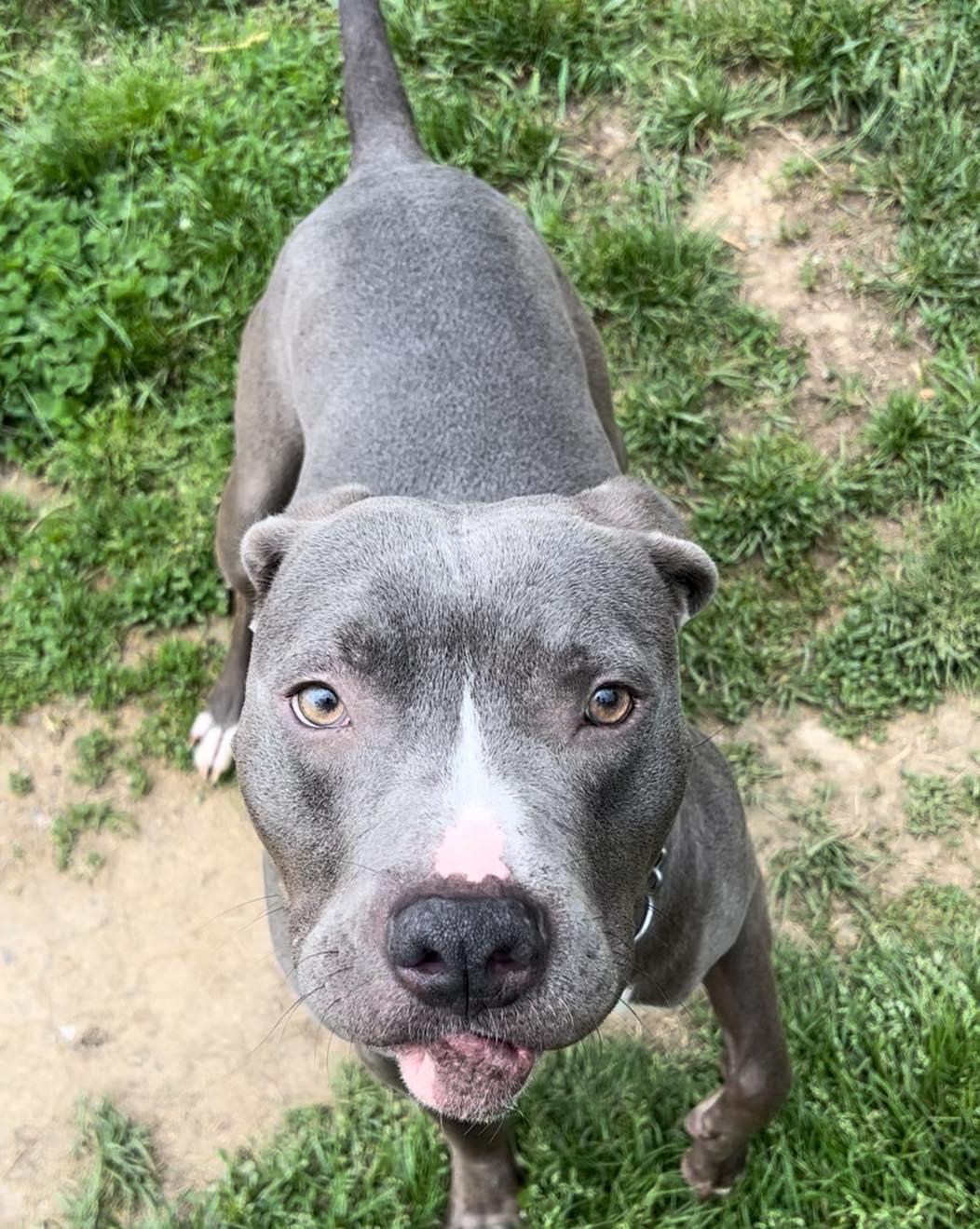Dexter, ADOPTABLE, Adult Male American Staffordshire Terrier.