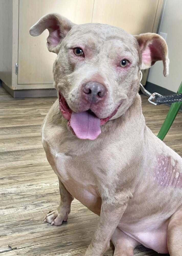 Enlarge Denali, a Adoptable mixed breed in Milton, DE image 1/5