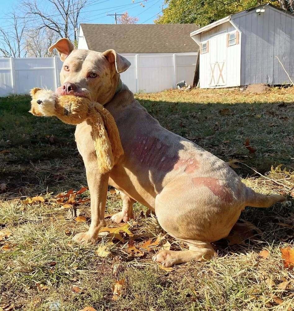 Enlarge Denali, a Adoptable mixed breed in Milton, DE image 2/5