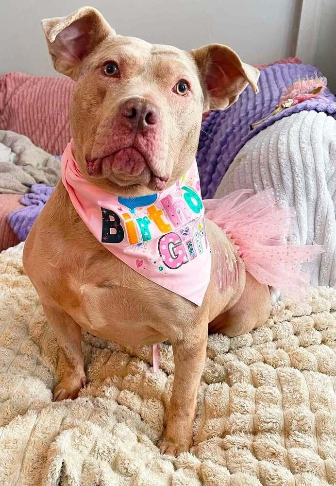 Denali, Adoptable, Young Female Catahoula Leopard Dog & Pit Bull Terrier.