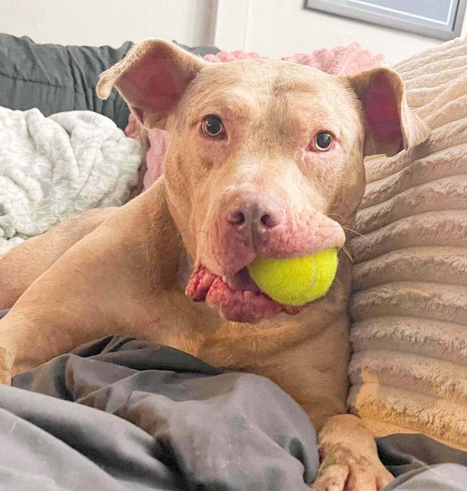 Denali, a Adoptable mixed breed in Milton, DE image 2/3