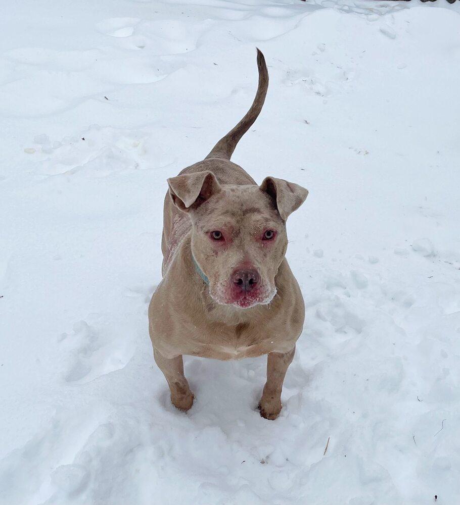 Enlarge Denali, a Adoptable mixed breed in Milton, DE image 3/5