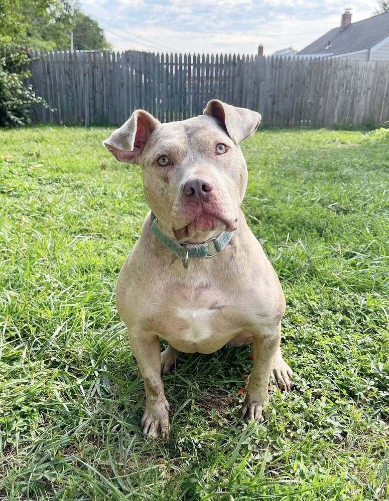 Enlarge Denali, a Adoptable mixed breed in Milton, DE image 4/5