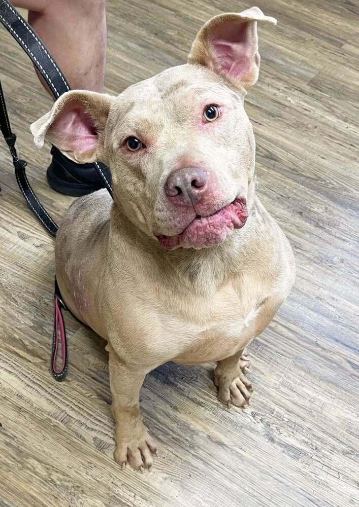 Enlarge Denali, a Adoptable mixed breed in Milton, DE image 5/5