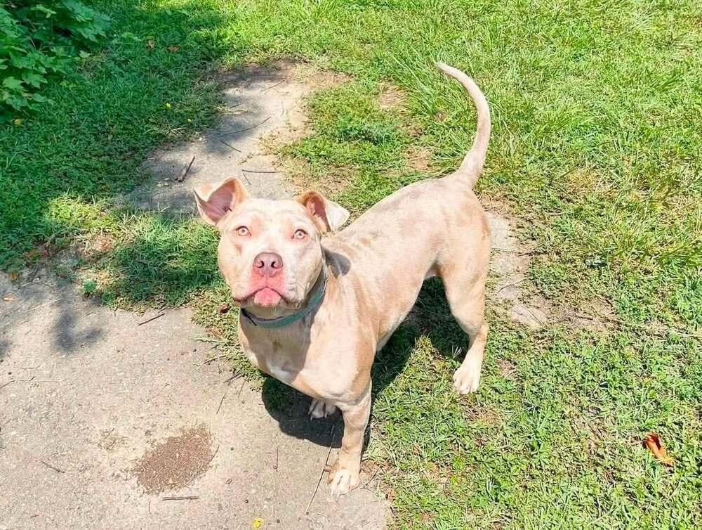 Denali, a Adoptable mixed breed in Milton, DE image 3/3