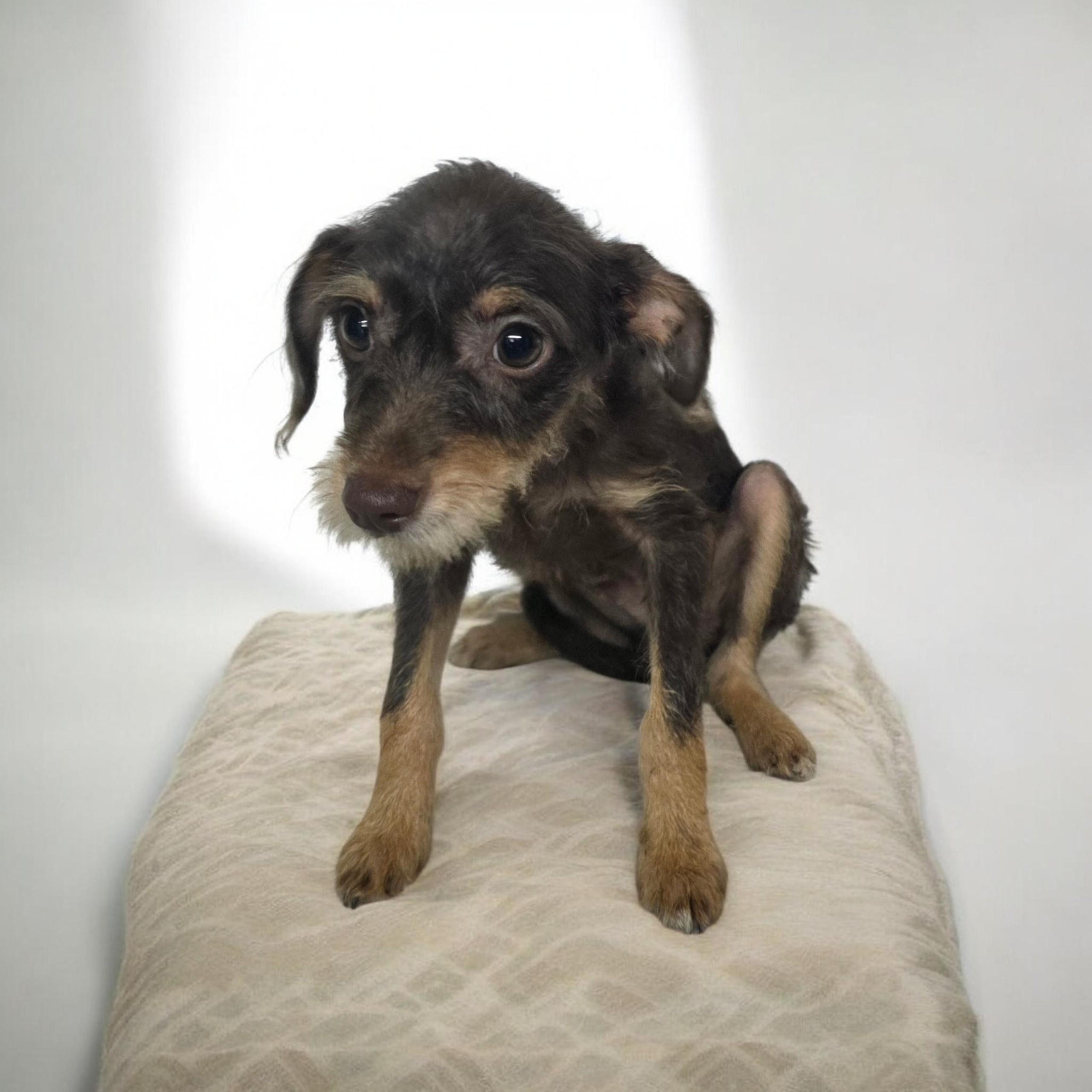 Taco, ADOPTABLE, Puppy Male Miniature Schnauzer.