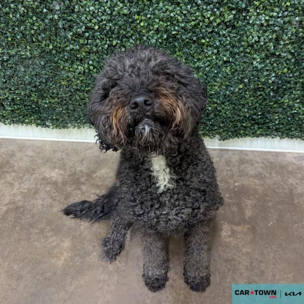 Denver, Adoptable, Adult Male Goldendoodle.