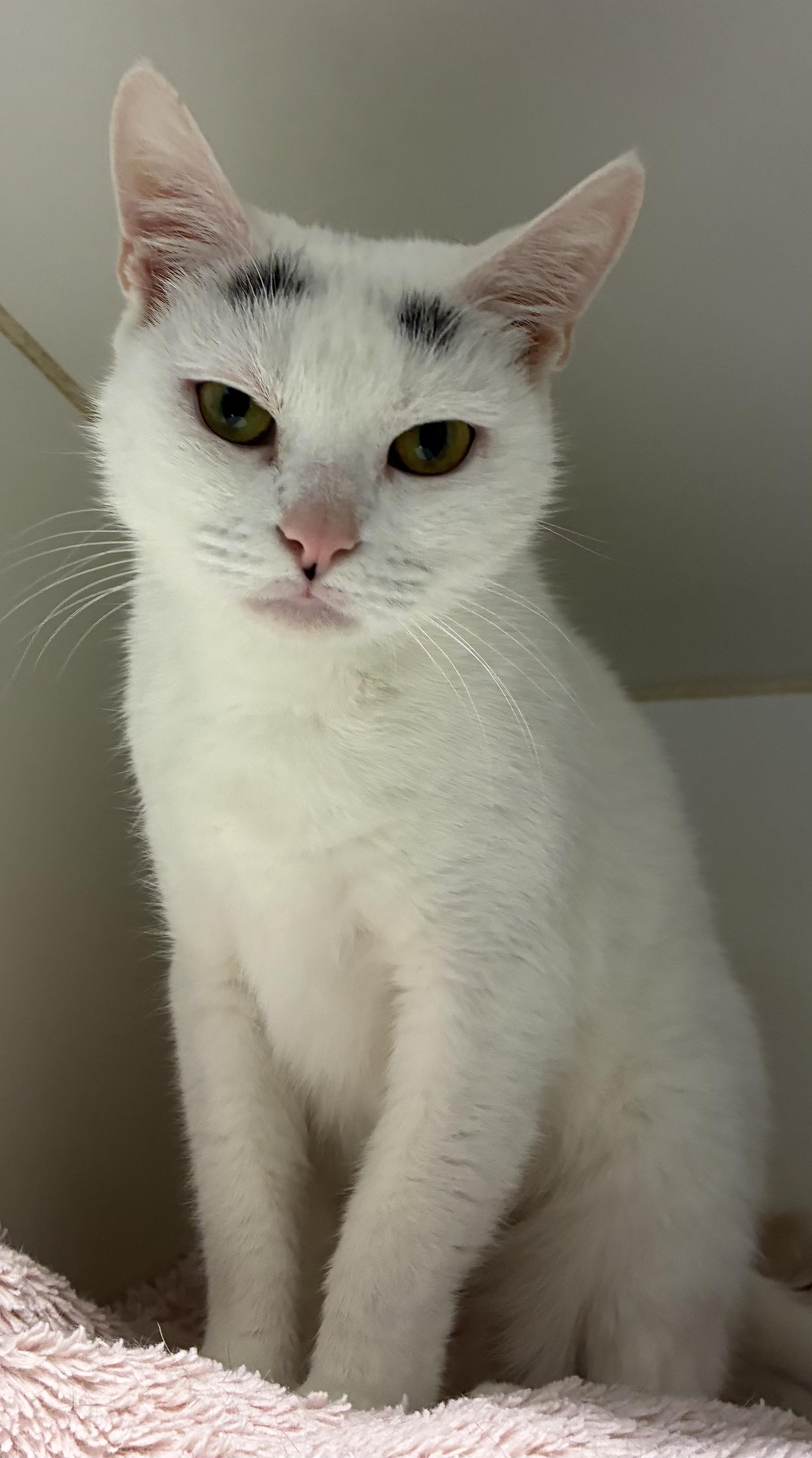 Enlarge Snowflake, a ADOPTABLE Domestic Short Hair in Mansfield, CT image 1/2
