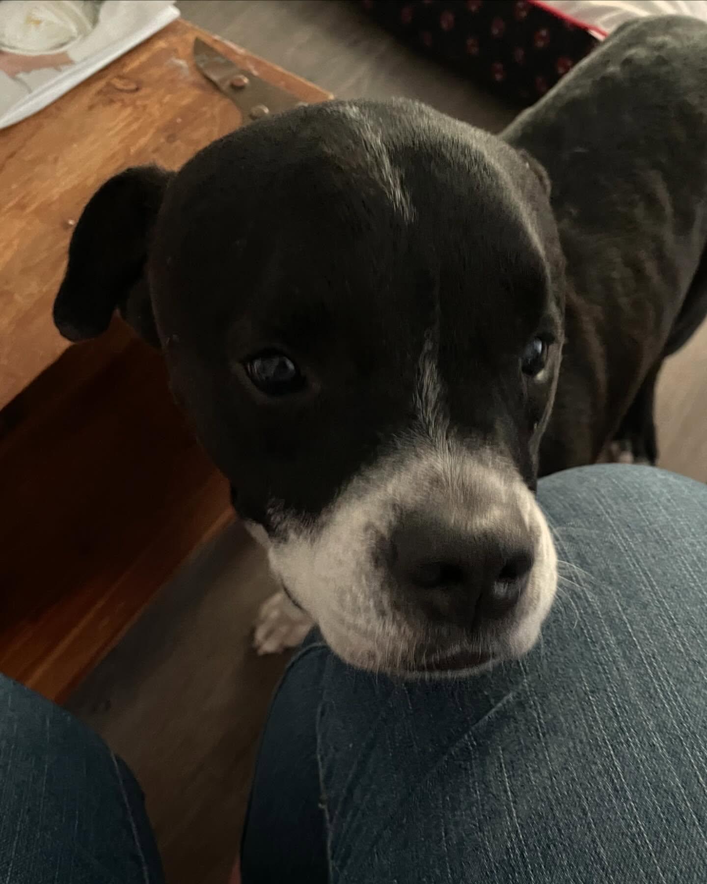 Baxter, Adopted, Adult Male Boxer.