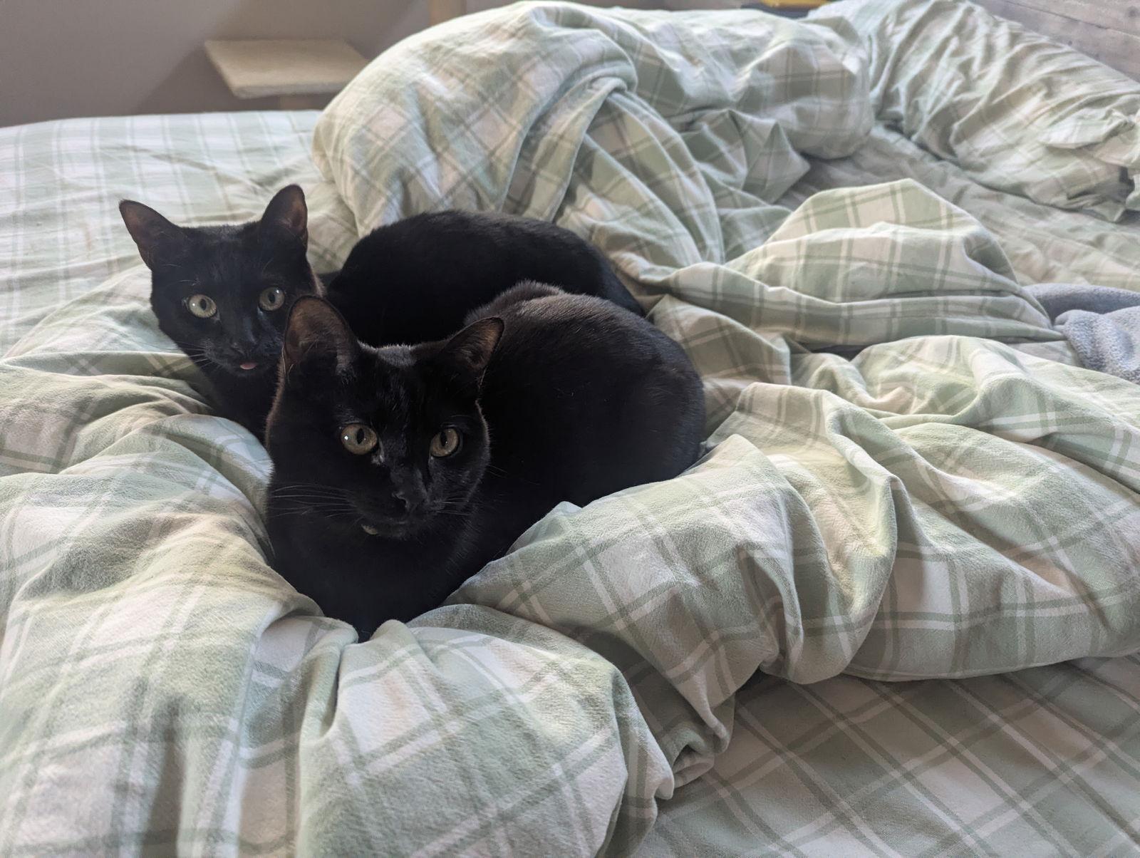 Marigold and Daisy, Adoptable, Young Female Domestic Short Hair.