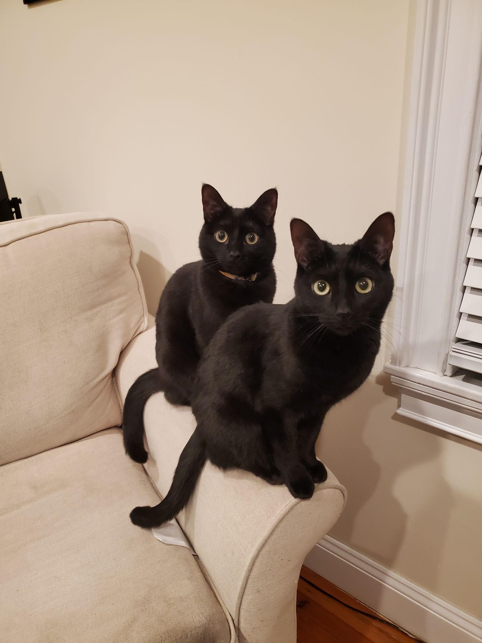 Marigold and Daisy — thumbnail 2