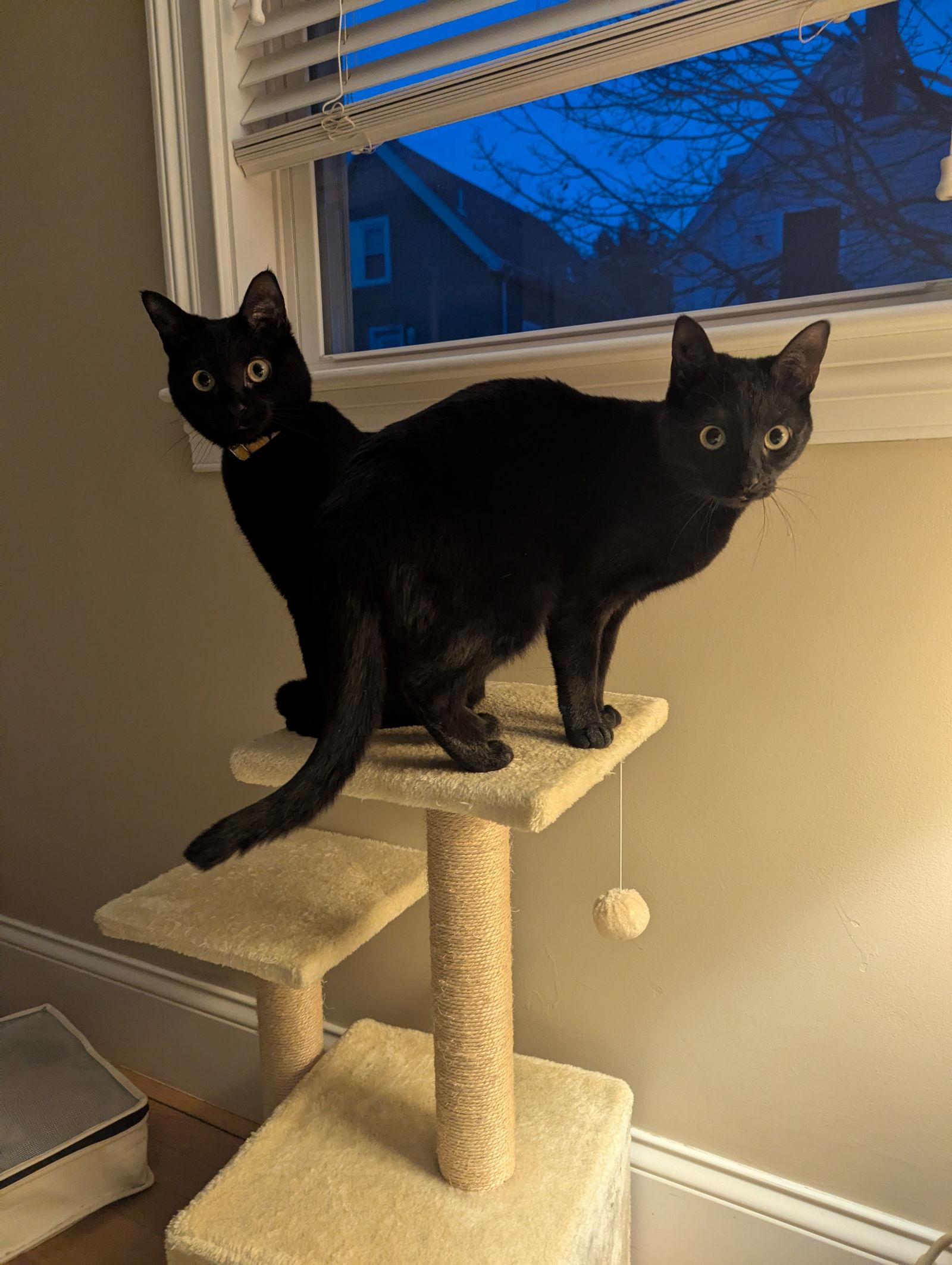 Marigold and Daisy — thumbnail 3