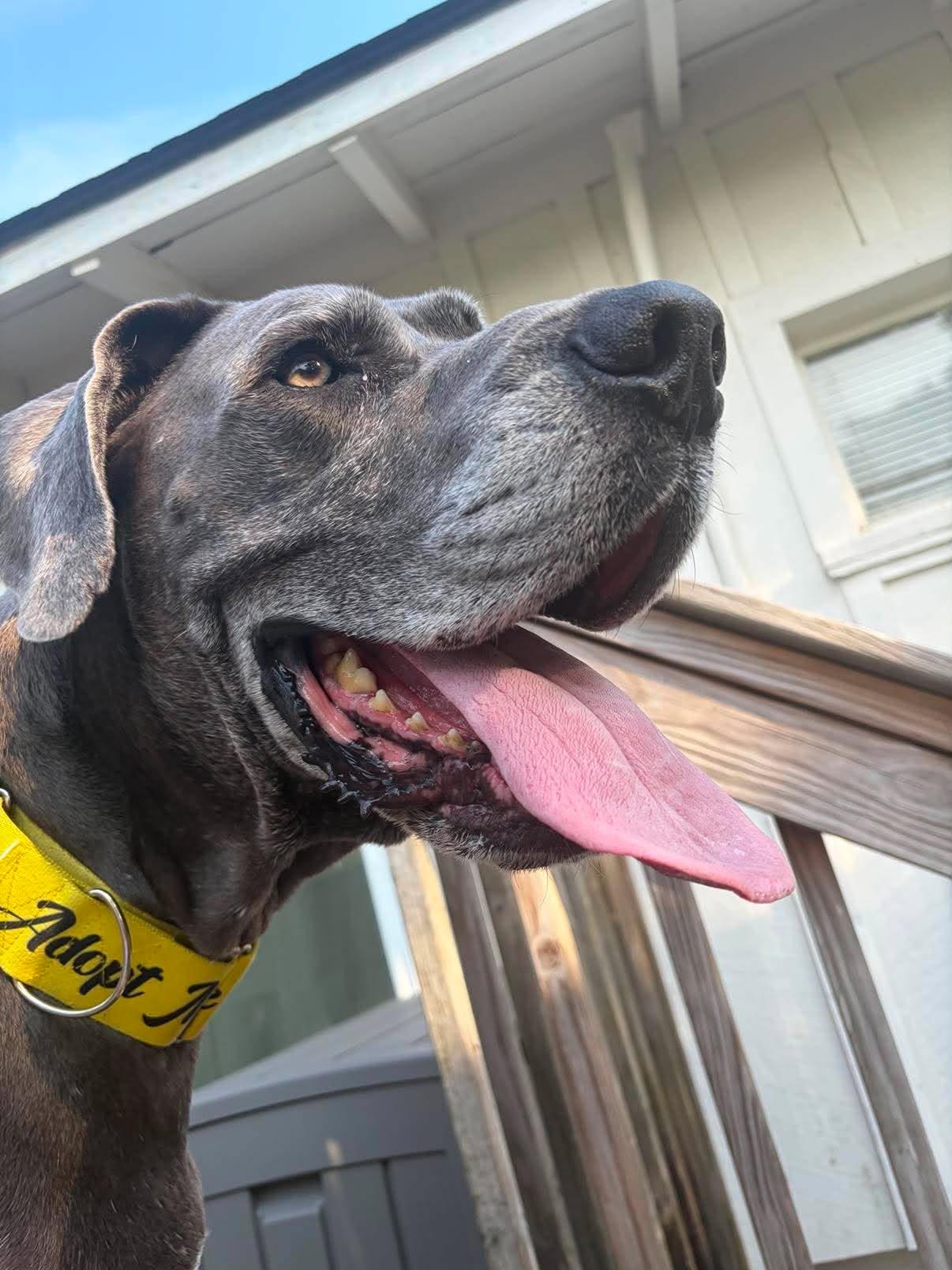 Enlarge Gerald, a Adopted Great Dane in Pensacola, FL image 2/6