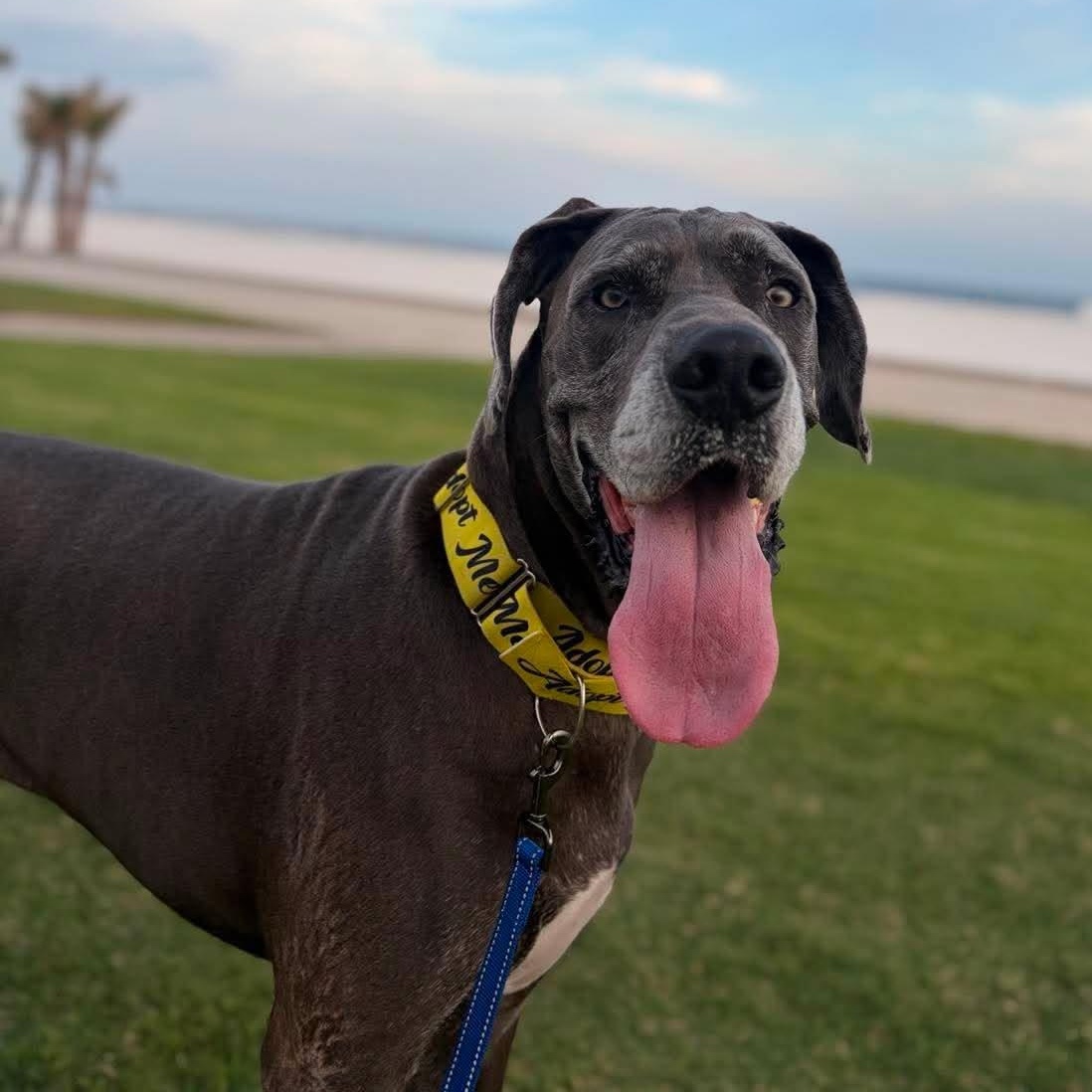 Enlarge Gerald, a Adopted Great Dane in Pensacola, FL image 1/6