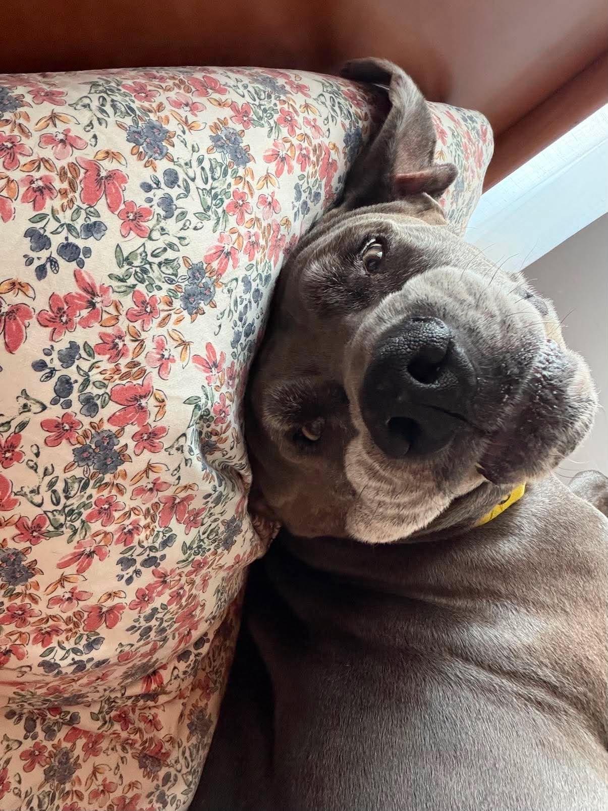 Enlarge Gerald, a Adopted Great Dane in Pensacola, FL image 4/6