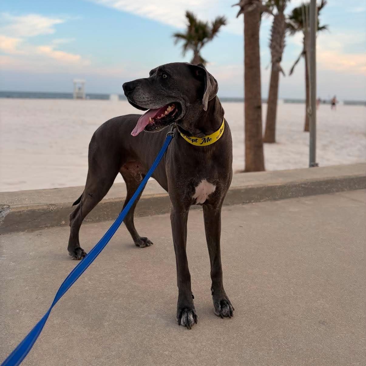 Enlarge Gerald, a Adopted Great Dane in Pensacola, FL image 3/6