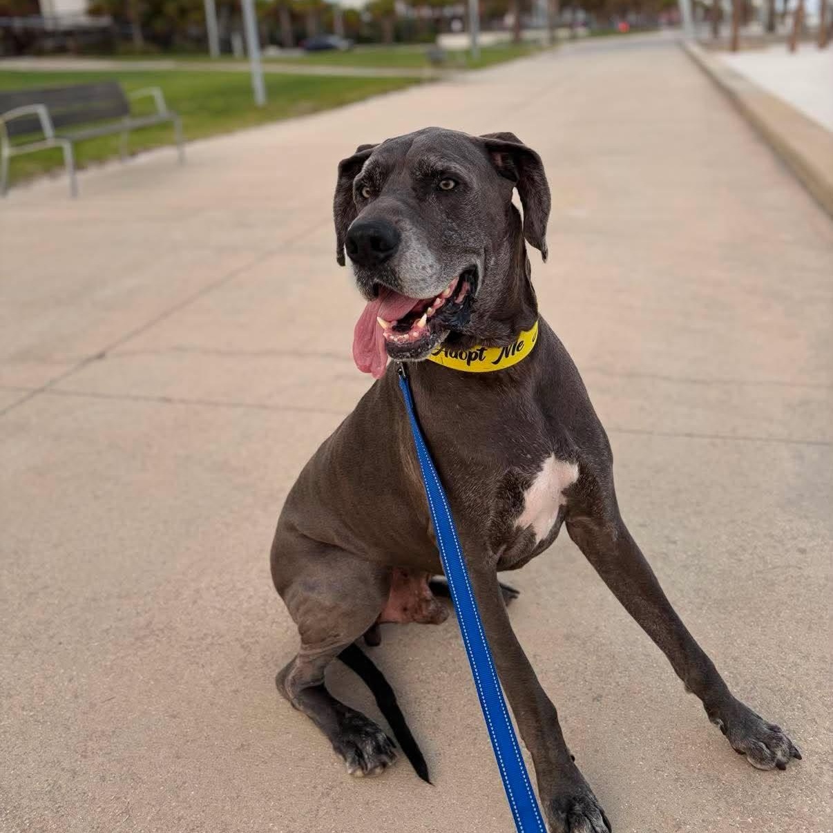 Enlarge Gerald, a Adopted Great Dane in Pensacola, FL image 6/6