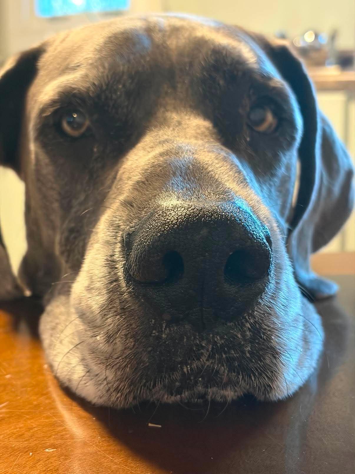 Enlarge Gerald, a Adopted Great Dane in Pensacola, FL image 5/6
