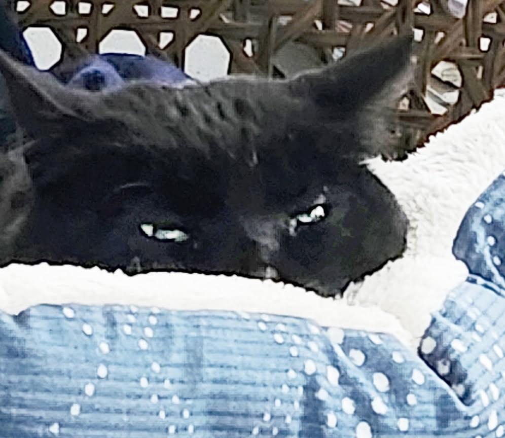 Mikey, Adoptable, Adult Male American Shorthair.