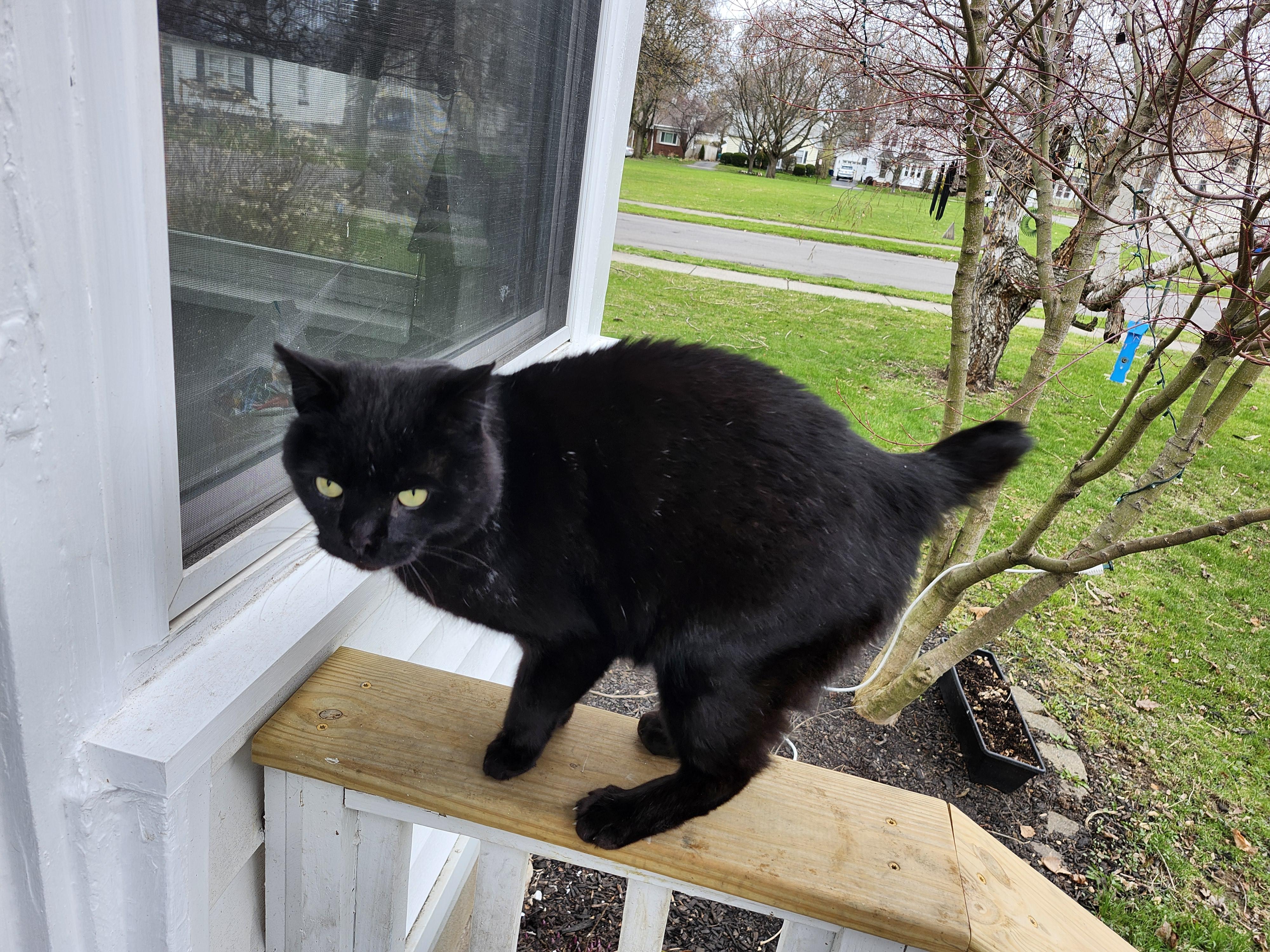 Enlarge Mikey, a Adoptable American Shorthair in Rochester, NY image 2/4