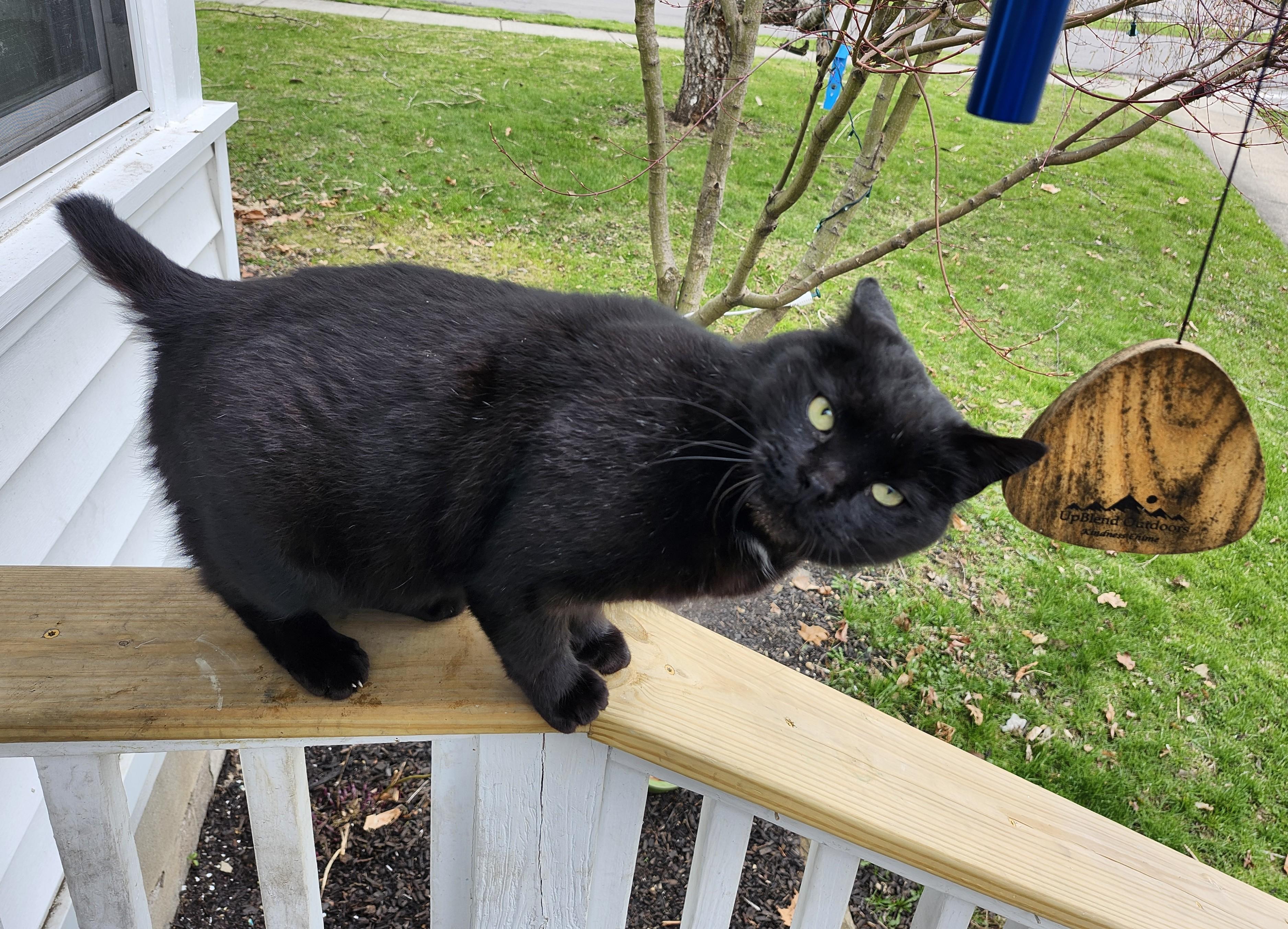 Mikey, Adoptable, Adult Male American Shorthair.