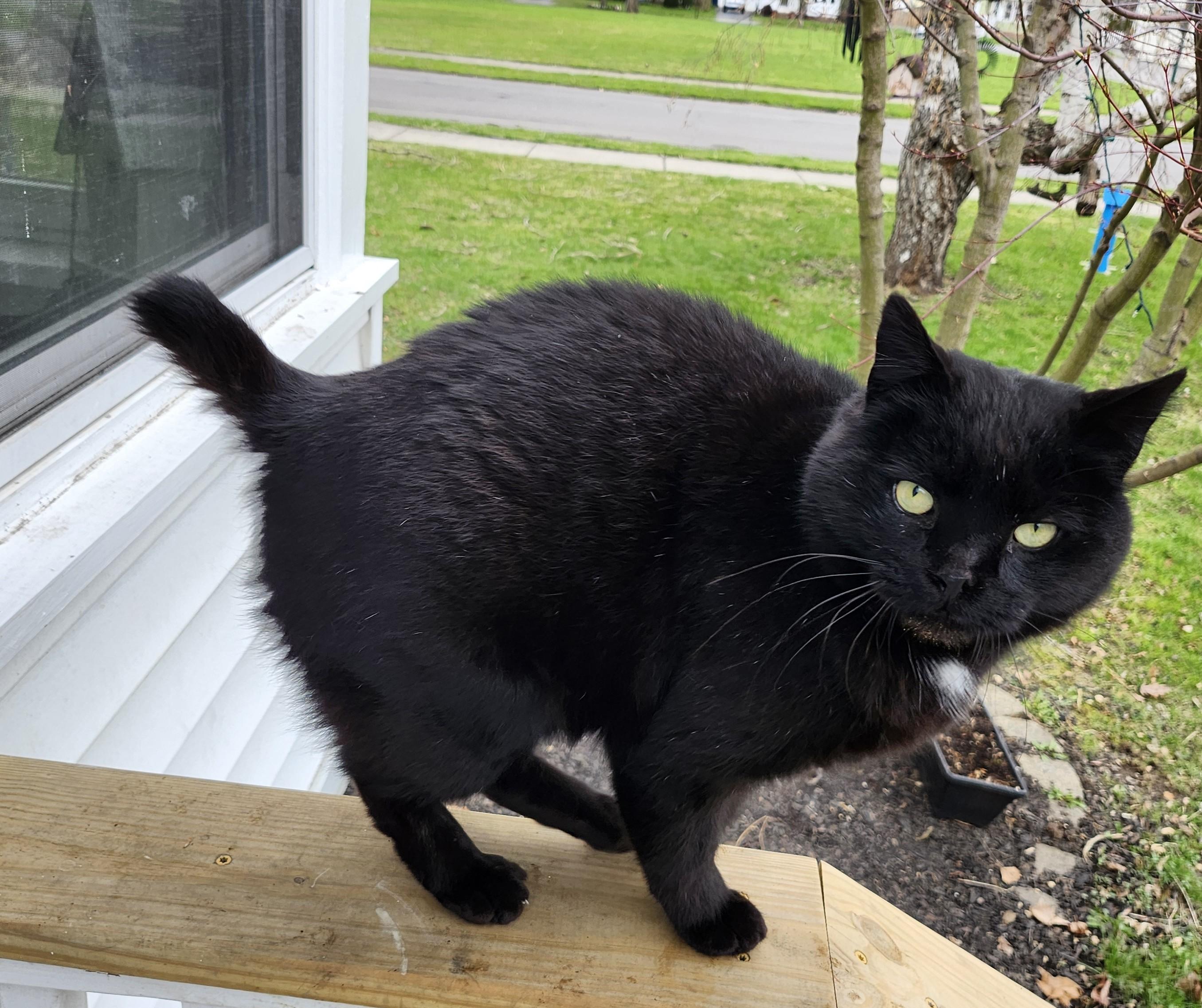 Enlarge Mikey, a Adoptable American Shorthair in Rochester, NY image 3/4