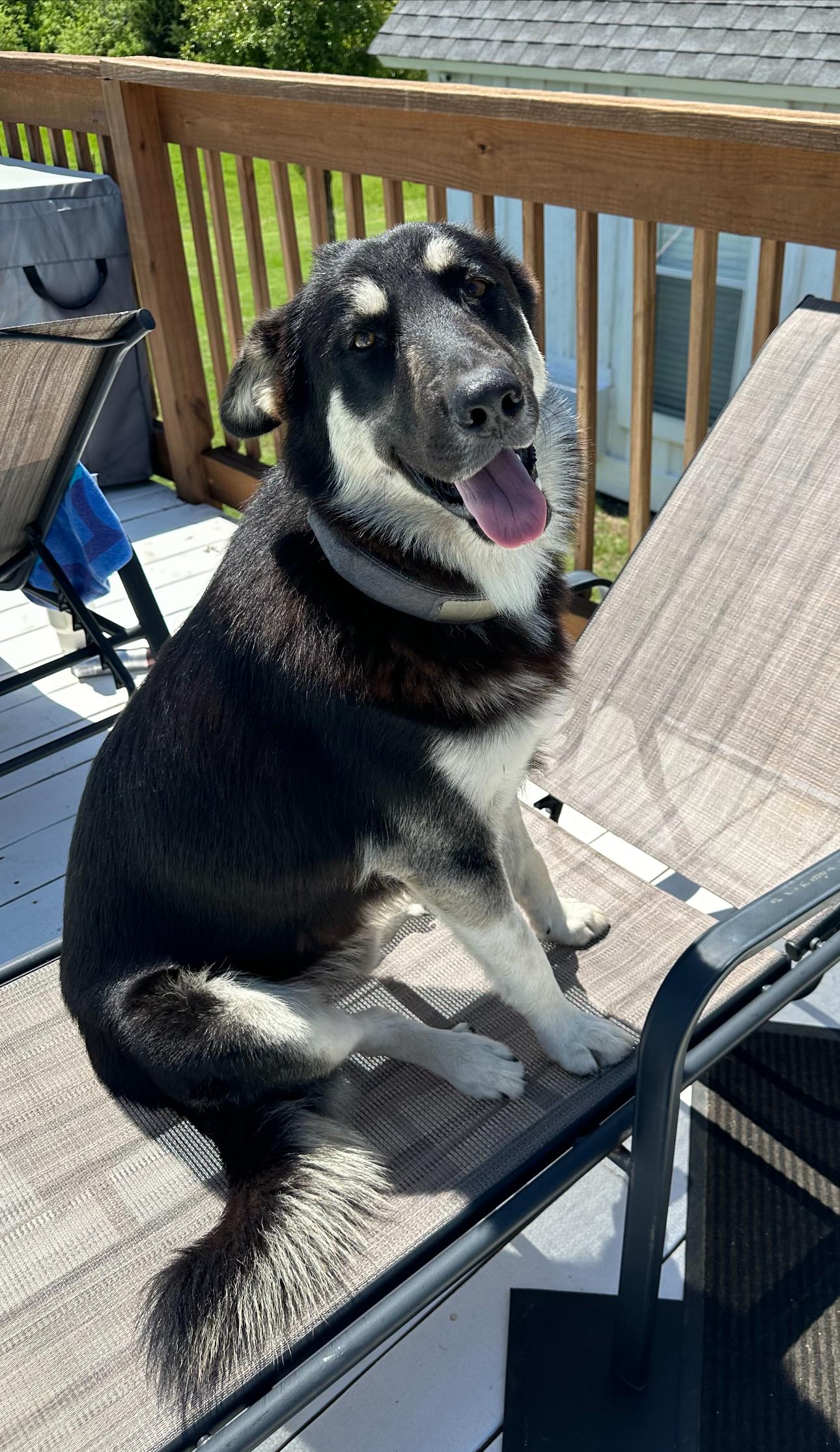 Enlarge Bingo GDP, a ADOPTABLE mixed breed in Denton, TX image 2/3