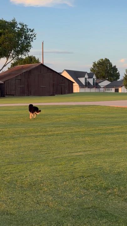 Enlarge Bingo GDP, a ADOPTABLE mixed breed in Denton, TX video 3/3