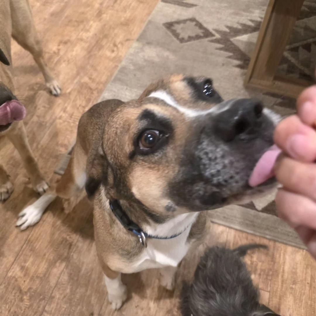 Toddy, ADOPTABLE, Young Male Boxer.
