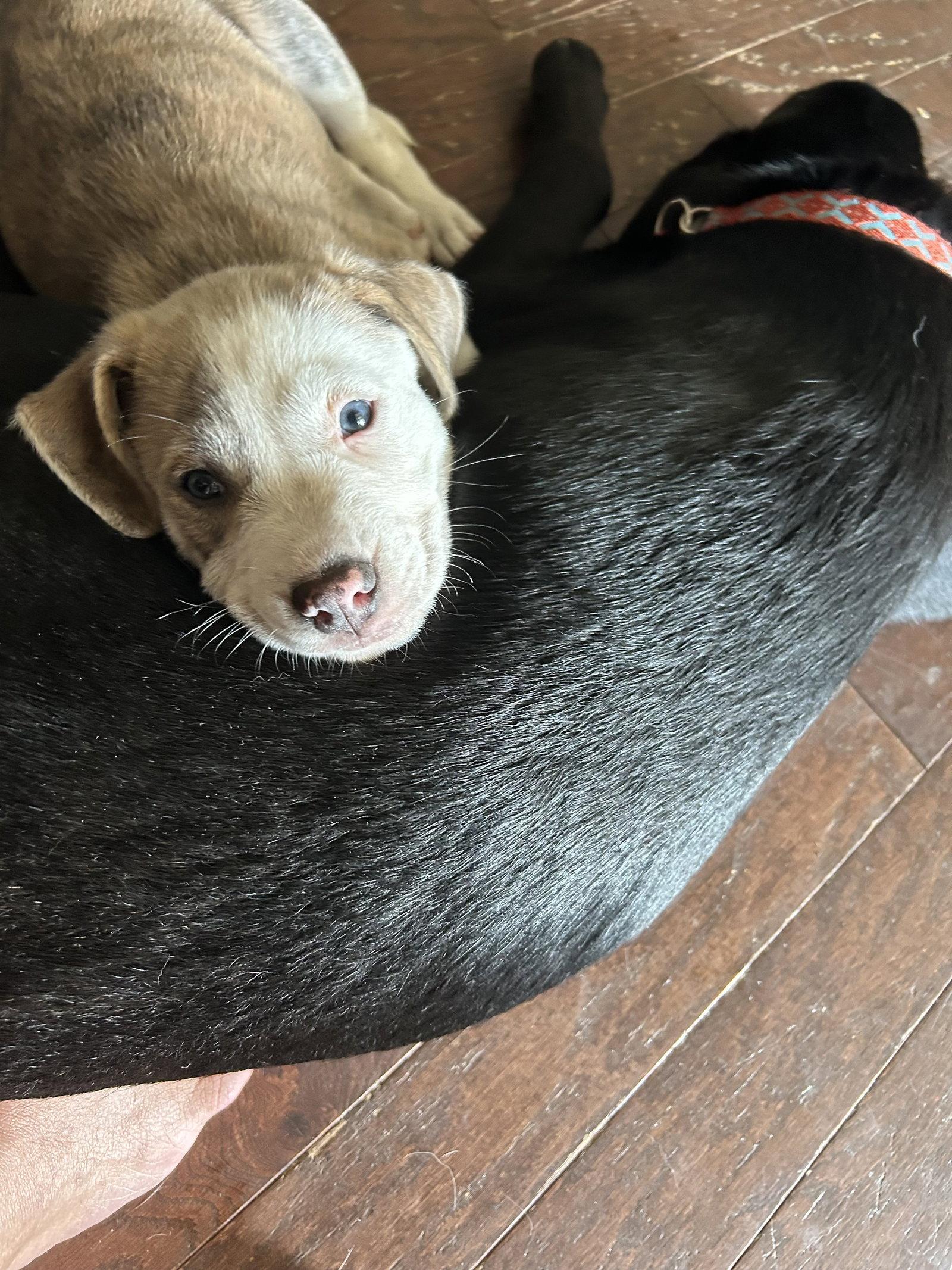 Enlarge Thor, a Adoptable mixed breed in Nashville, TN image 1/2