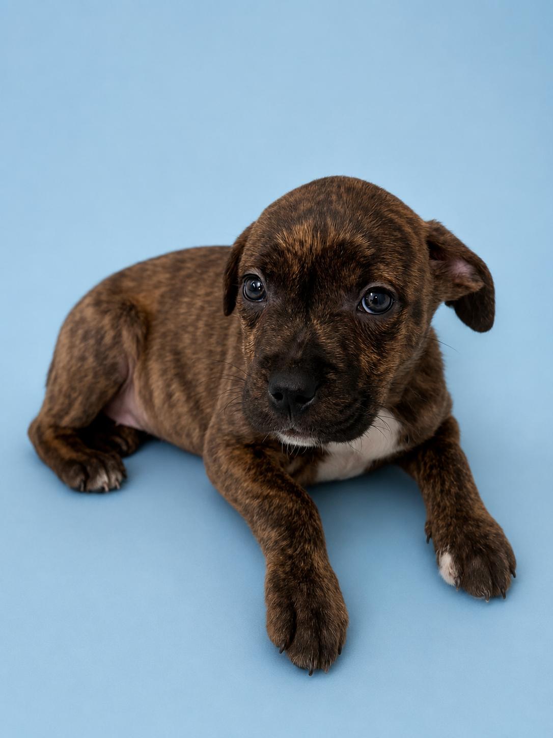 Baby Swiss, Adoptable, Puppy Female Labrador Retriever & Pit Bull Terrier.
