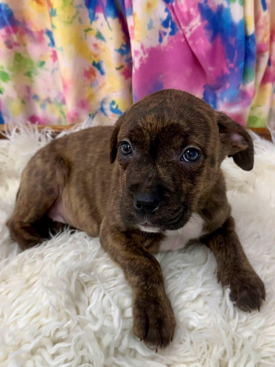 Baby Swiss, a Adoptable mixed breed in East Sparta, OH image 2/2