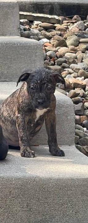 Enlarge Baby Swiss, a Adoptable mixed breed in East Sparta, OH image 1/1