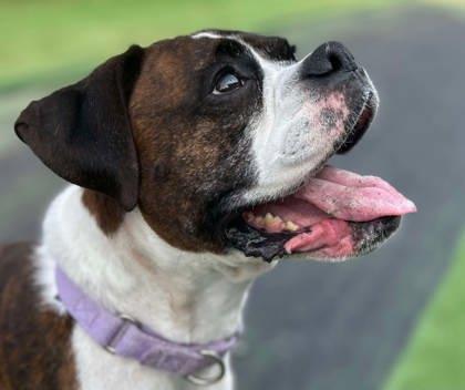 Enlarge Piper, a Adoptable mixed breed in Shohola, PA image 1/2