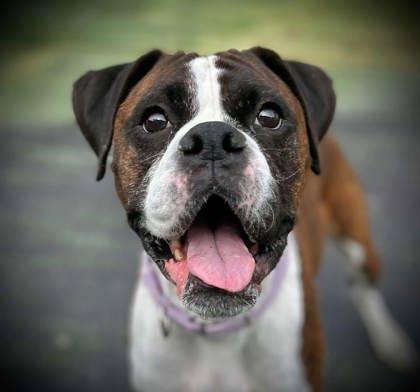 Enlarge Piper, a Adoptable mixed breed in Shohola, PA image 2/2