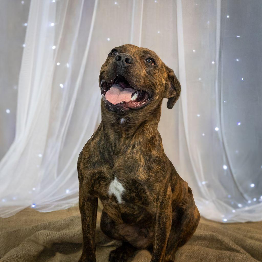 Enlarge Rocket, a Adoptable mixed breed in Hawthorne, CA image 2/6