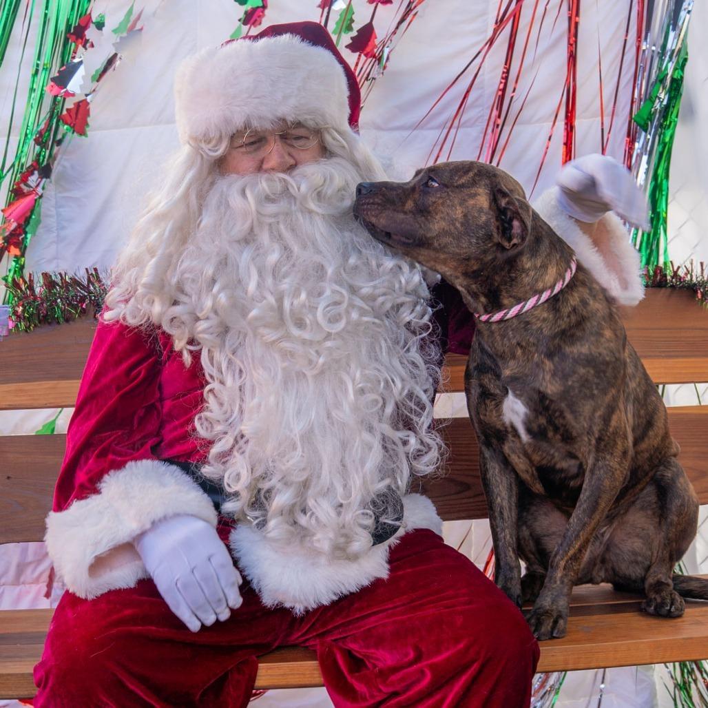 Enlarge Rocket, a Adoptable mixed breed in Hawthorne, CA image 2/6