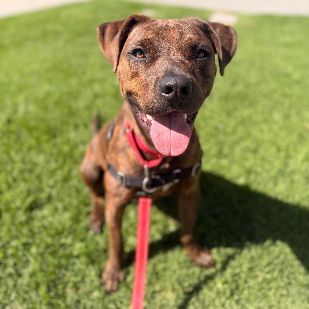 Enlarge Rocket, a Adoptable mixed breed in Hawthorne, CA image 5/6