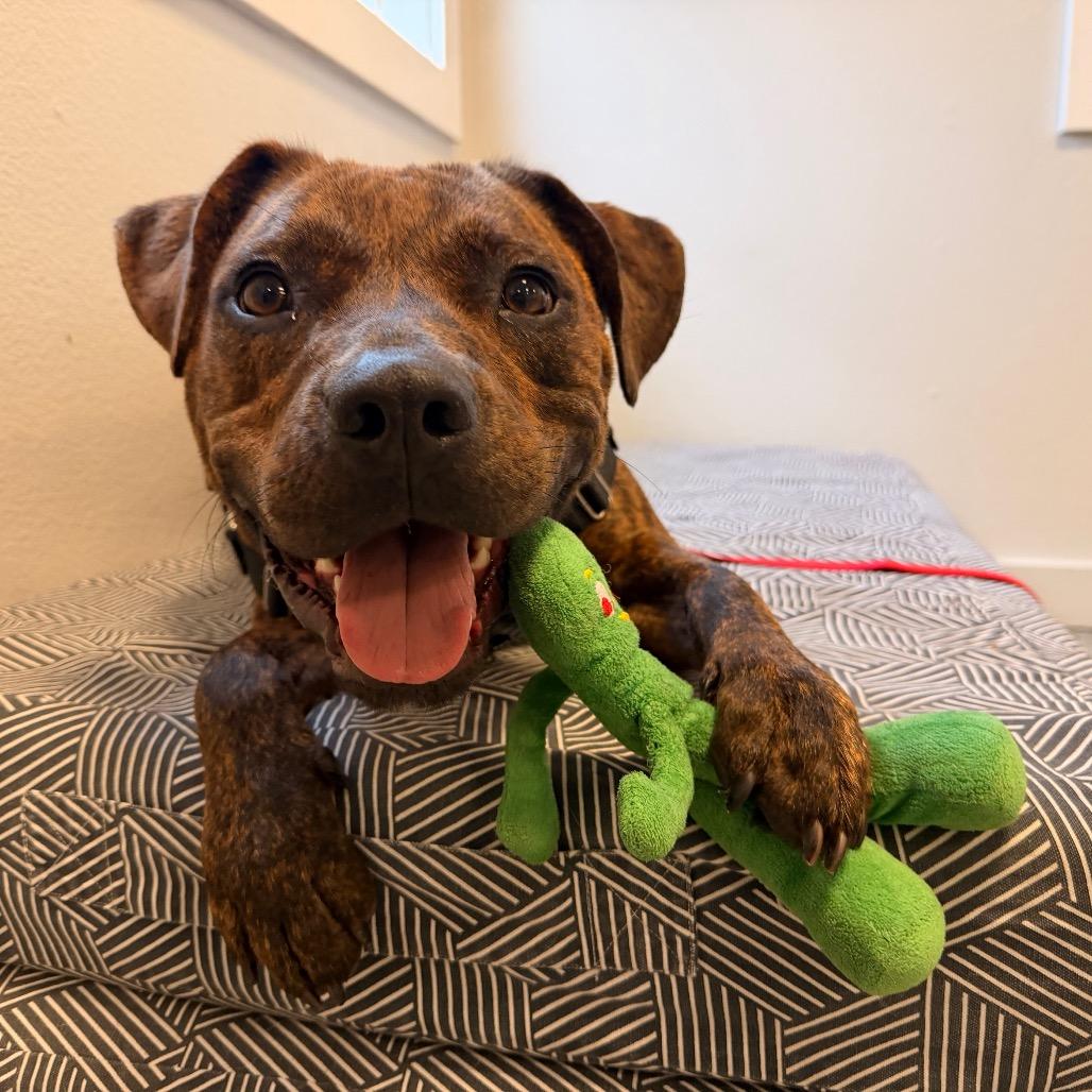 Enlarge Rocket, a Adoptable mixed breed in Hawthorne, CA image 5/6